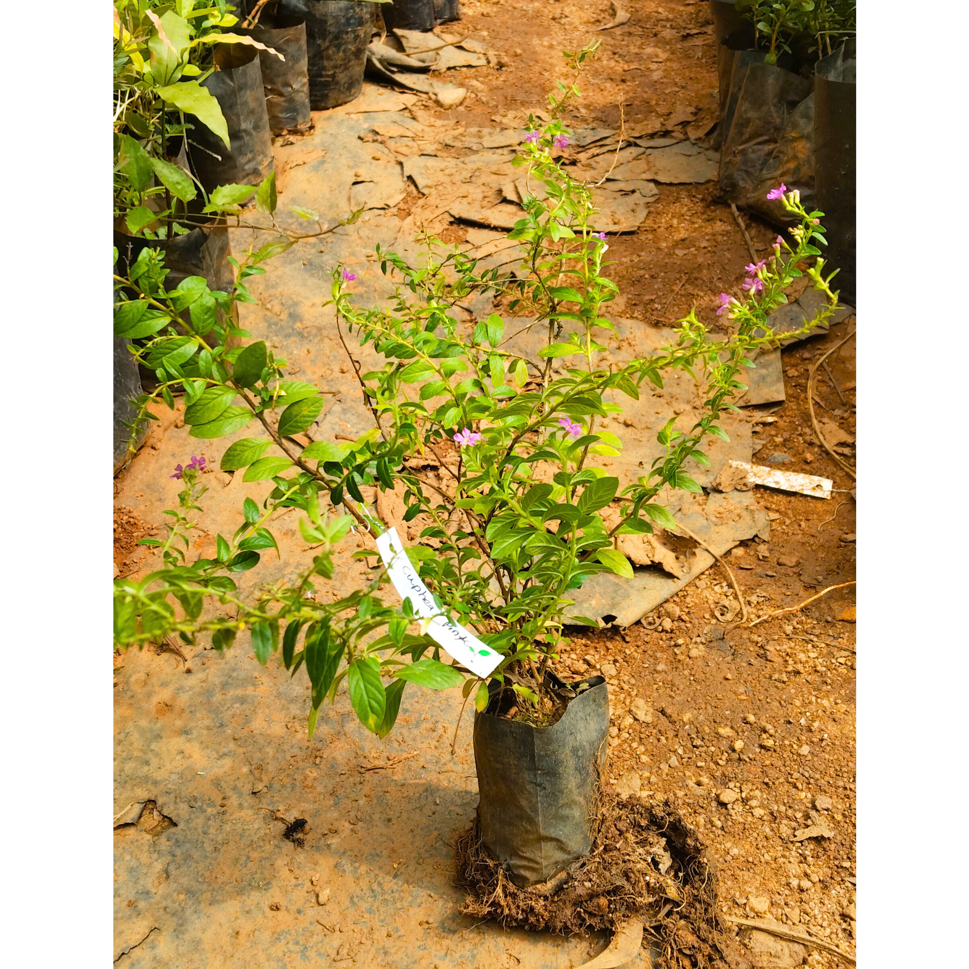 Cuphea Pink (Mexican Heather) Rare All Time Flowering Live Plant