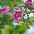 St John's Creeper (Podranea ricasoliana) Flowering Live Plant