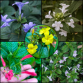 December Flowering Plants Combo