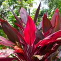 Dracaena Red (Madagascar Dragon Tree) Indoor / Outdoor Live Plant