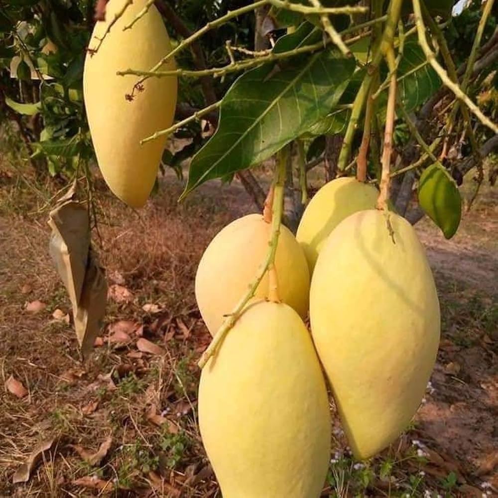Dwarf Nam Doc Mai Mango Grafted Live Plant