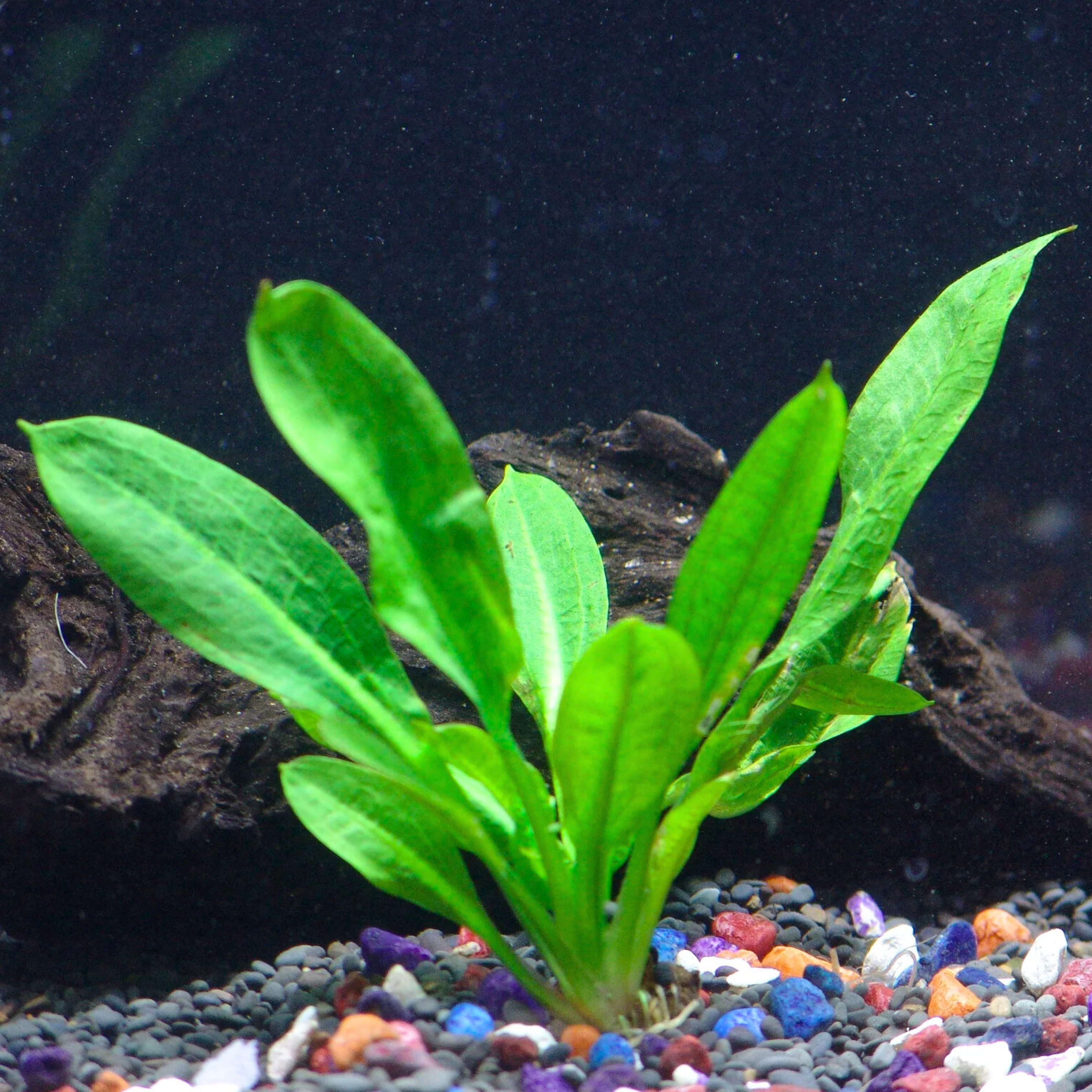 Echinodorus Wild Grass Aquarium Live Plant