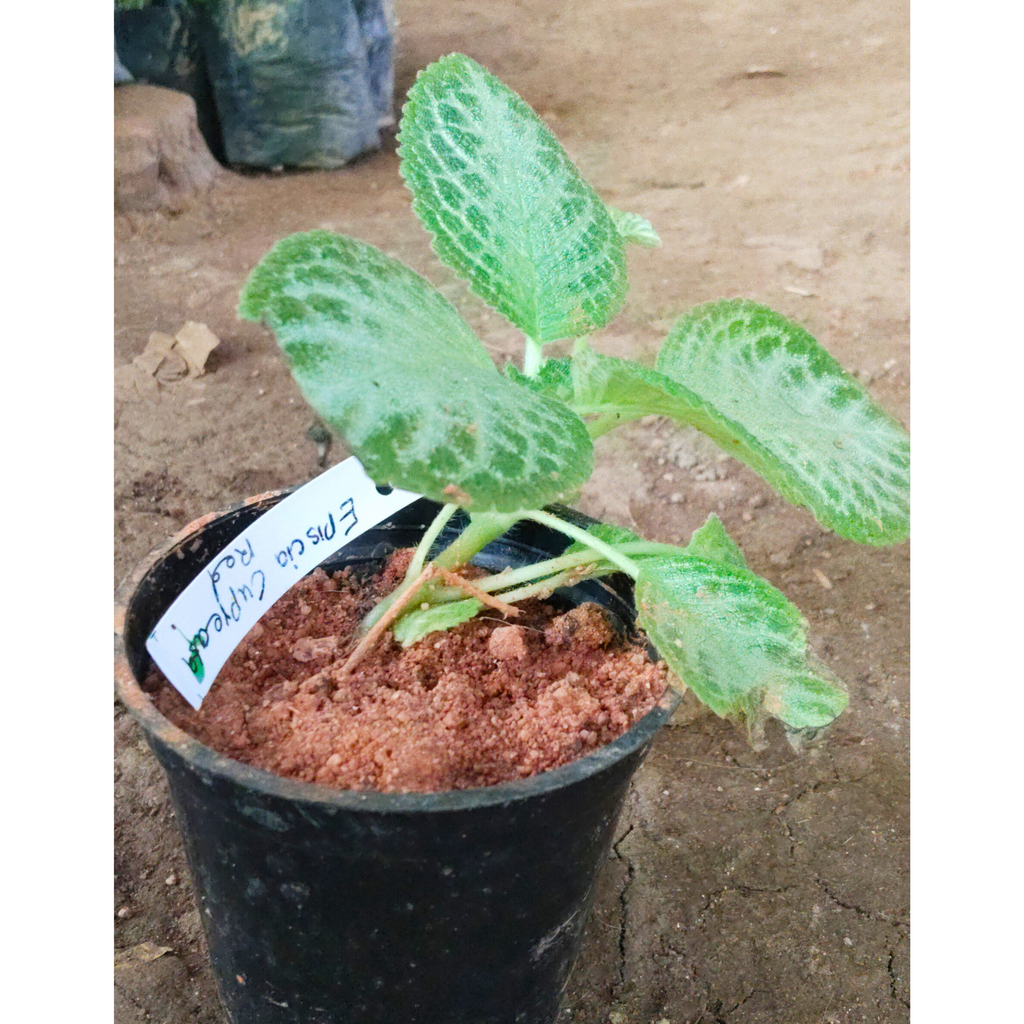 Episcia Cupreata Red (Hanging) All Time Flowering Live Plant