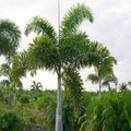 Foxtail Palm (Wodyetia bifurcata) Ornamental Live Plant