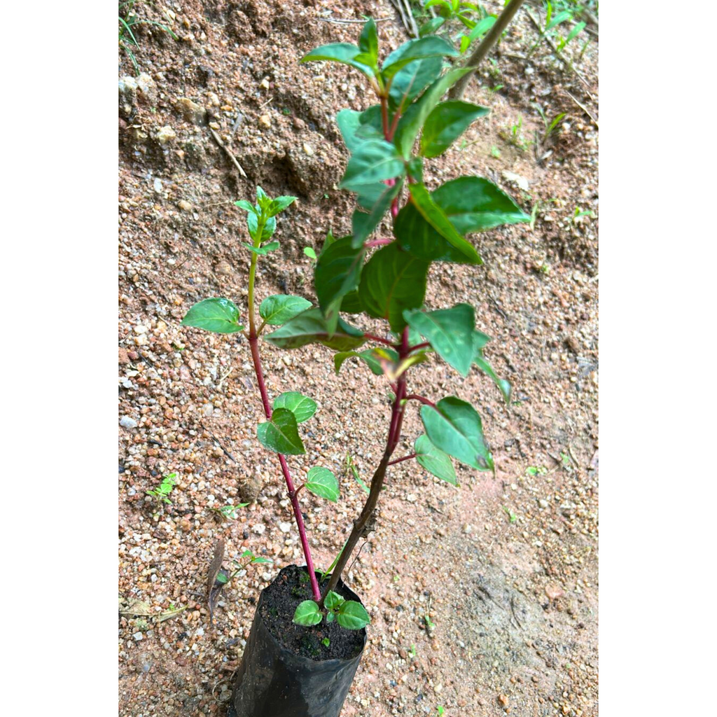 Fuchsia Magenta (Fuchsia magellanica) Rare All Time Flowering Live Plant