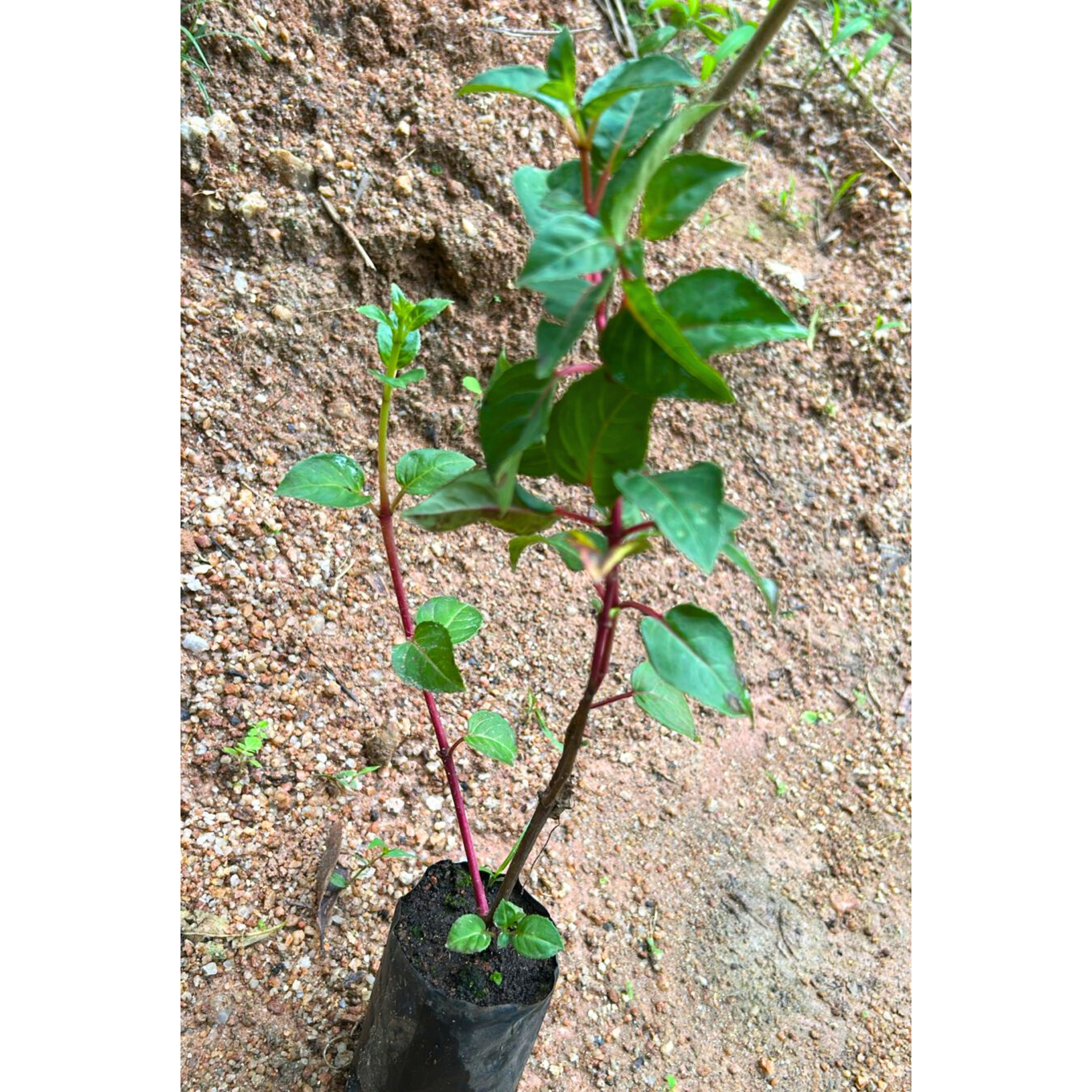 Fuchsia Magenta (Fuchsia magellanica) Rare All Time Flowering Live Plant