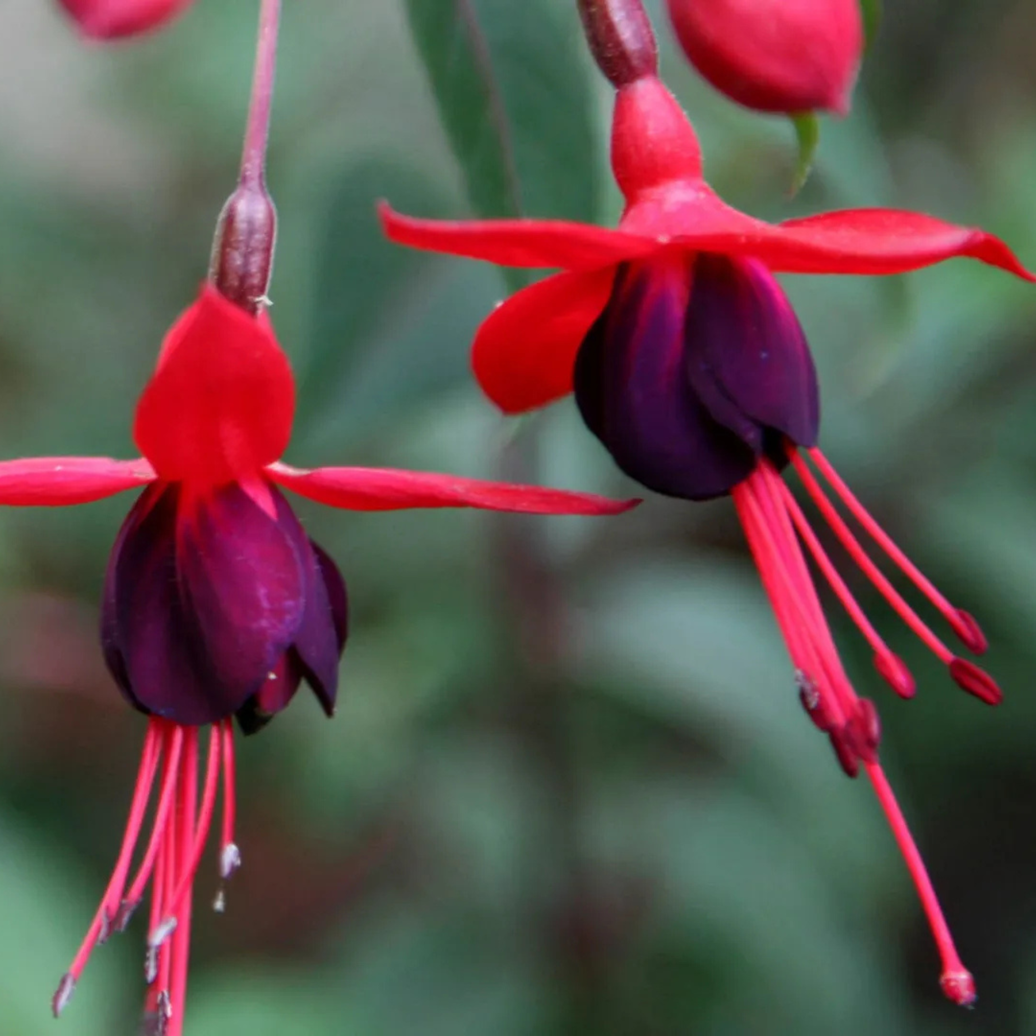 Fuchsia Desi Variety (Fuchsia magellanica) Rare All Time Flowering Live Plant
