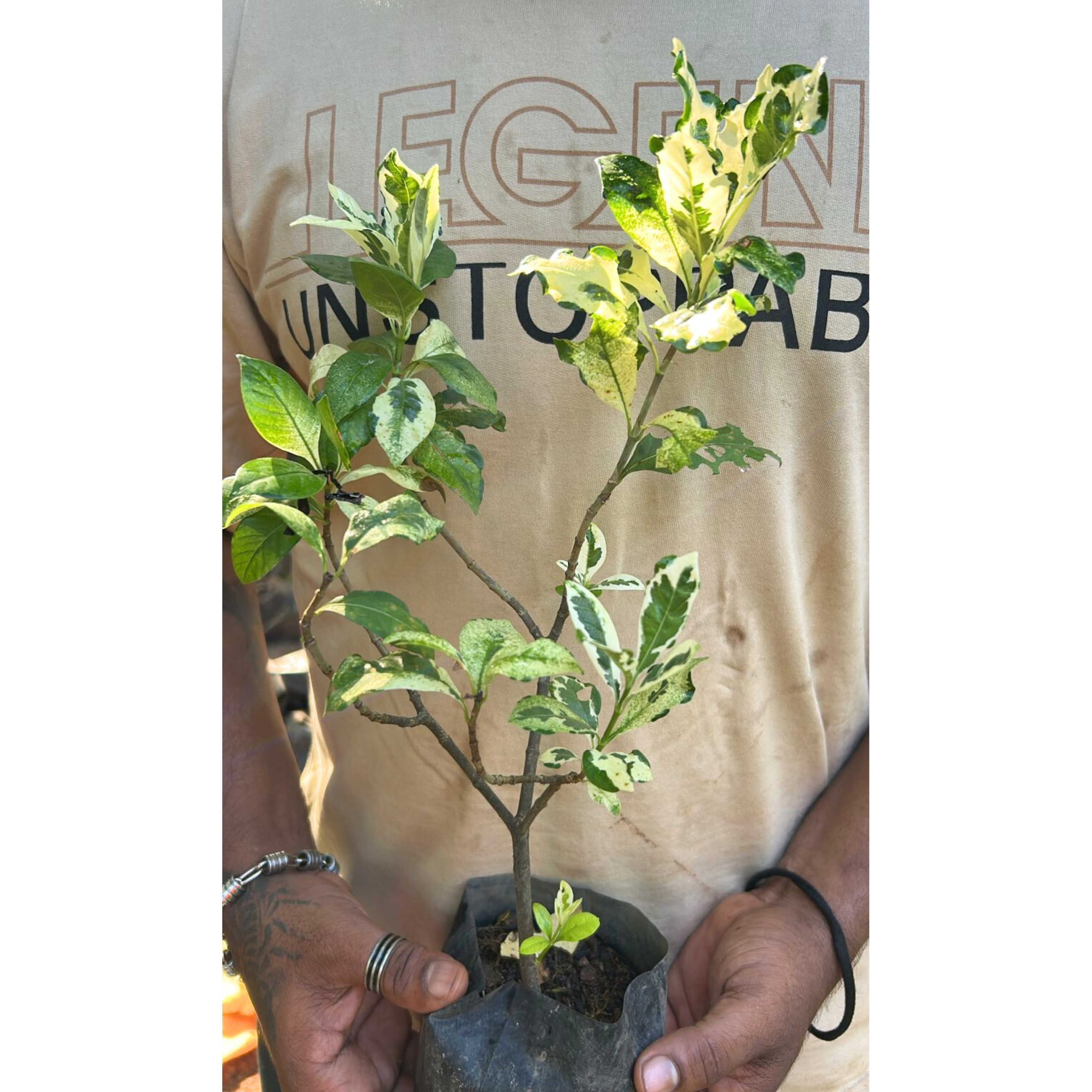 Gardenia Variegated All Time Flowering Live Plant