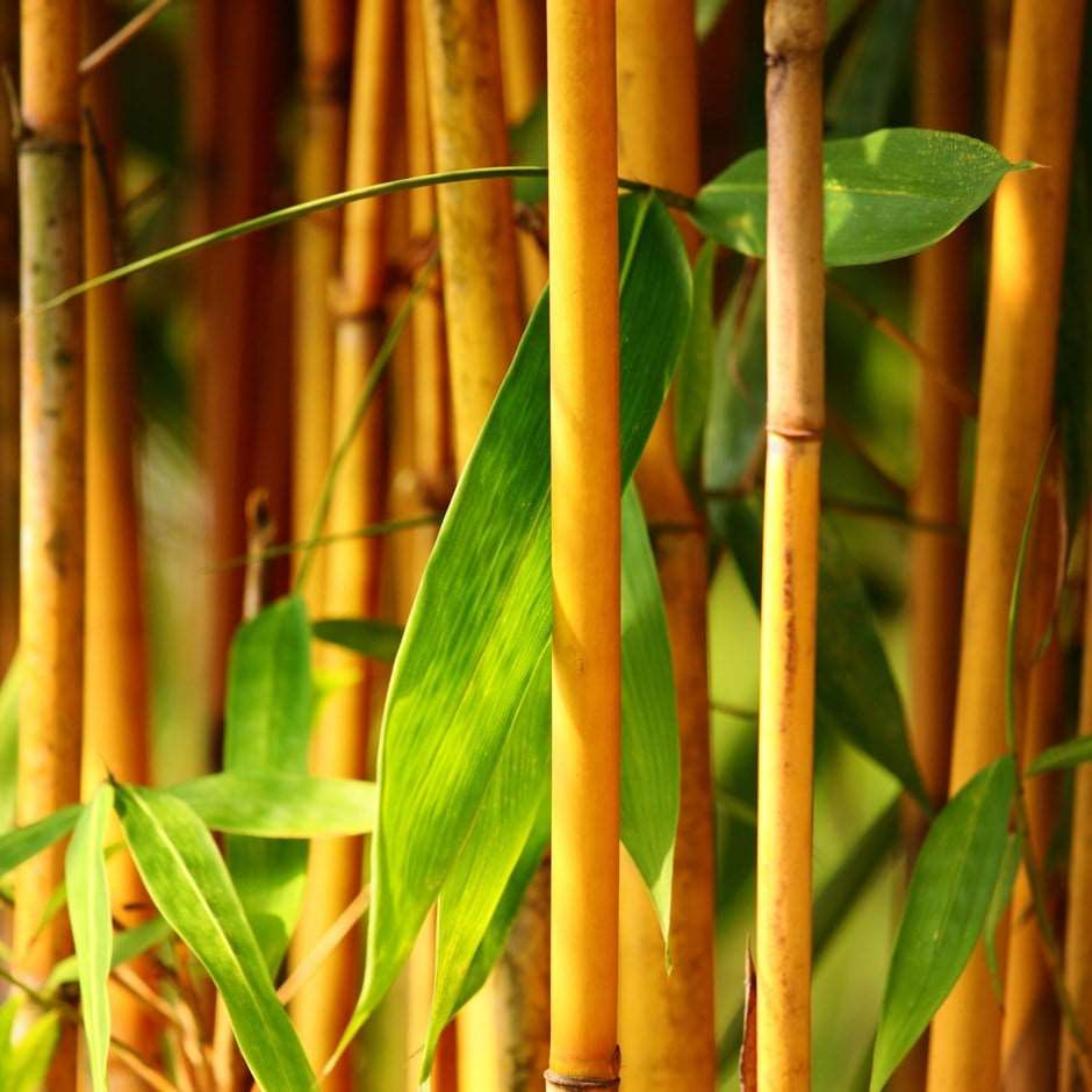 Golden Bamboo (Phyllostachys aurea) Live Plant