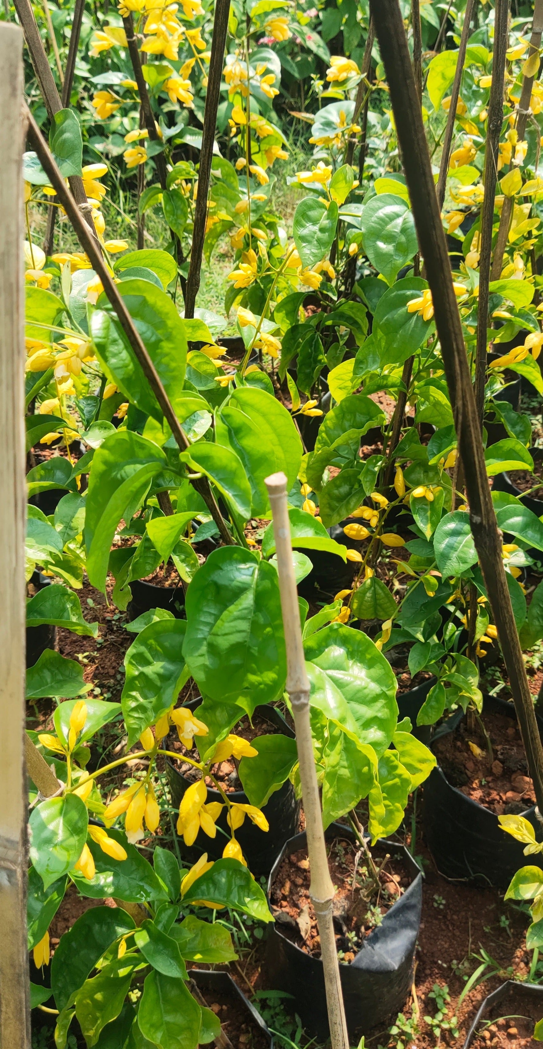 Golden Cascade Creeper/Climber Flowering Live Plant