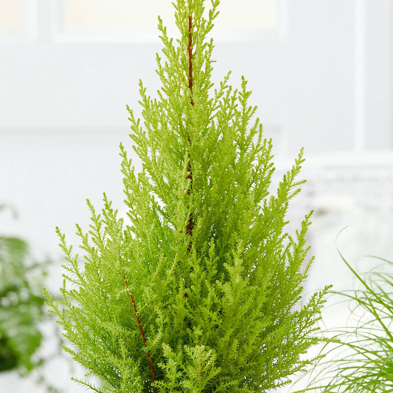 Golden Cypress (Cupressus Macrocarpa) Ornamental Live Plant