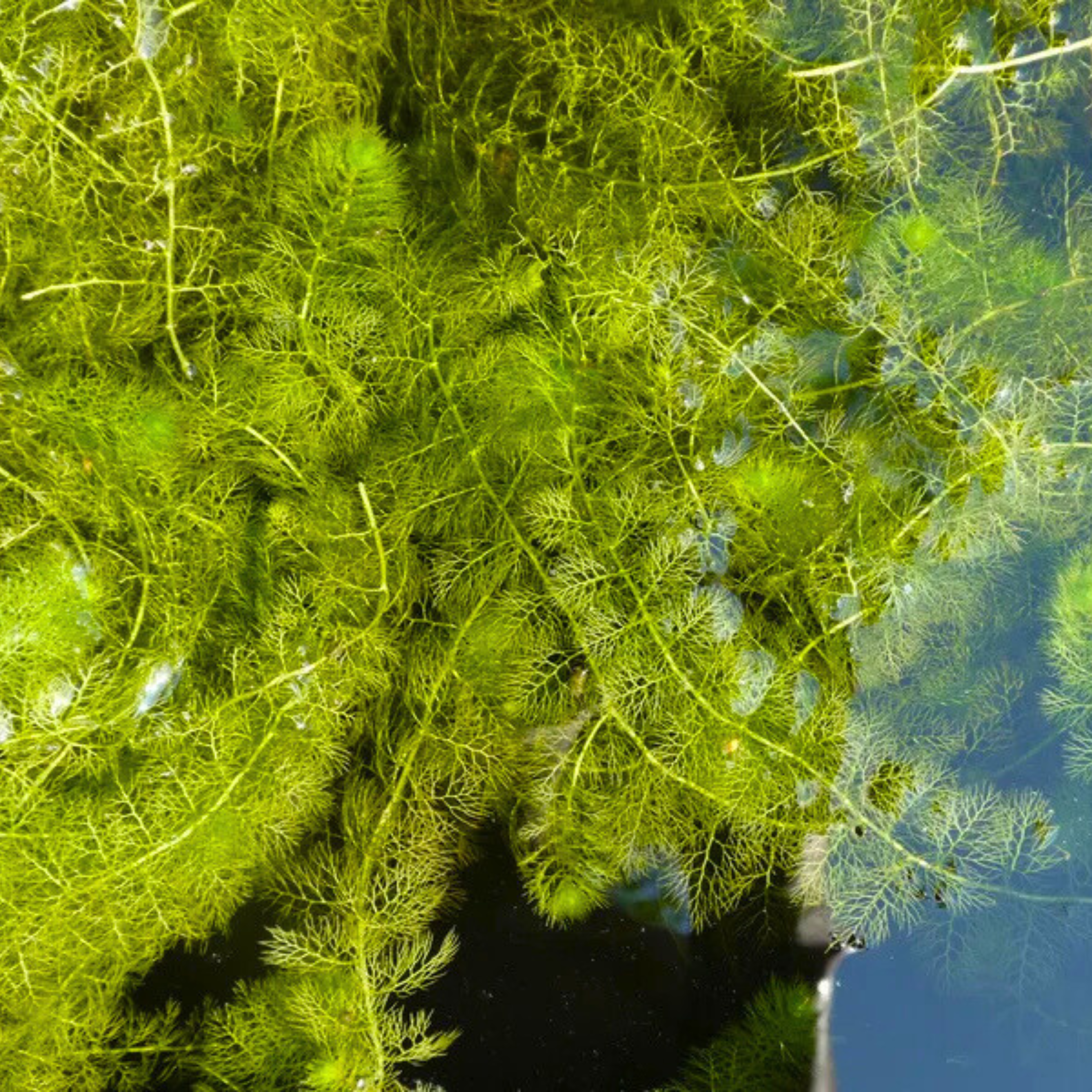 Greater Bladderwort (Utricularia vulgaris) Aquarium Live Plant