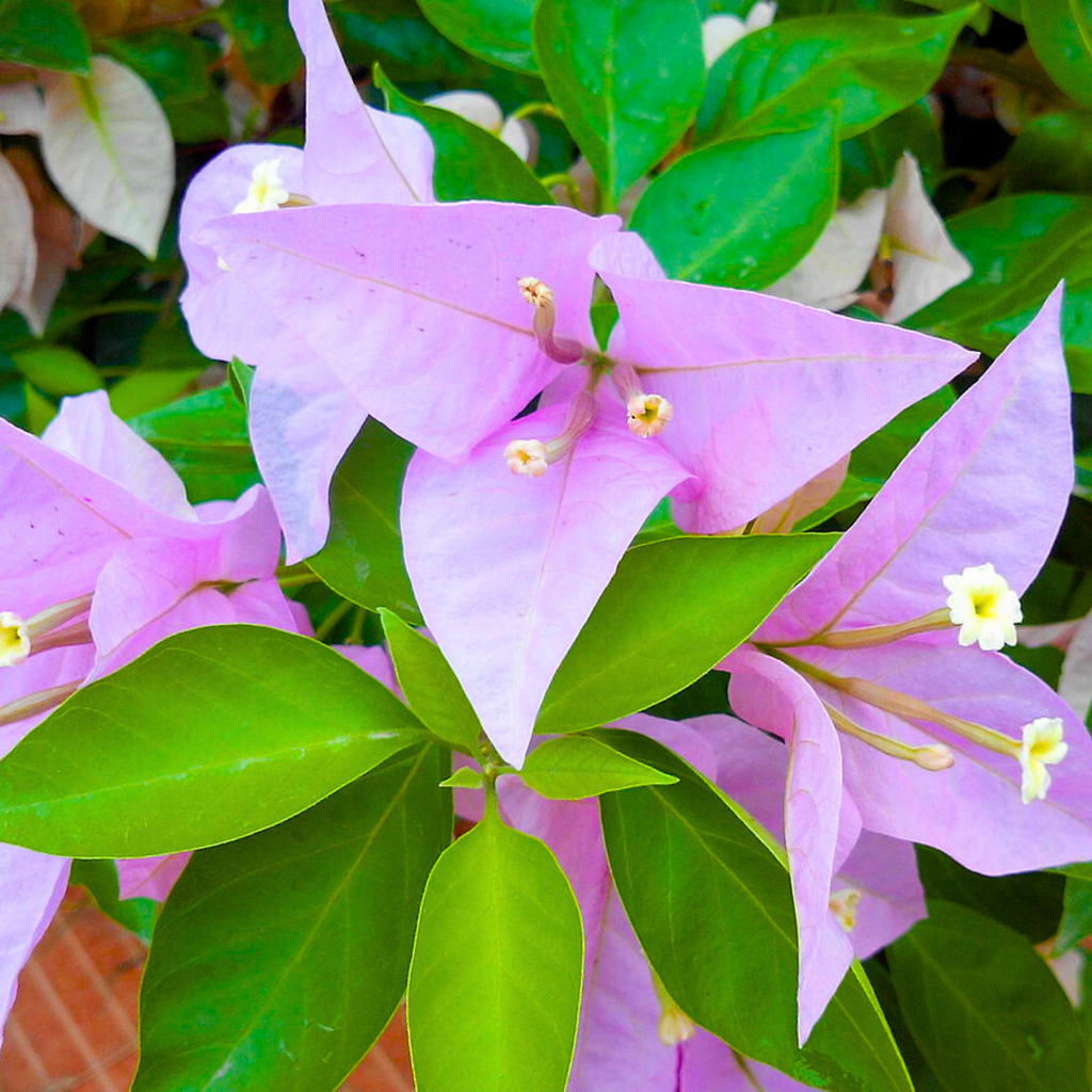 Hanging Bougainvillea Purple (Paper Flower) Flowering Live Plant