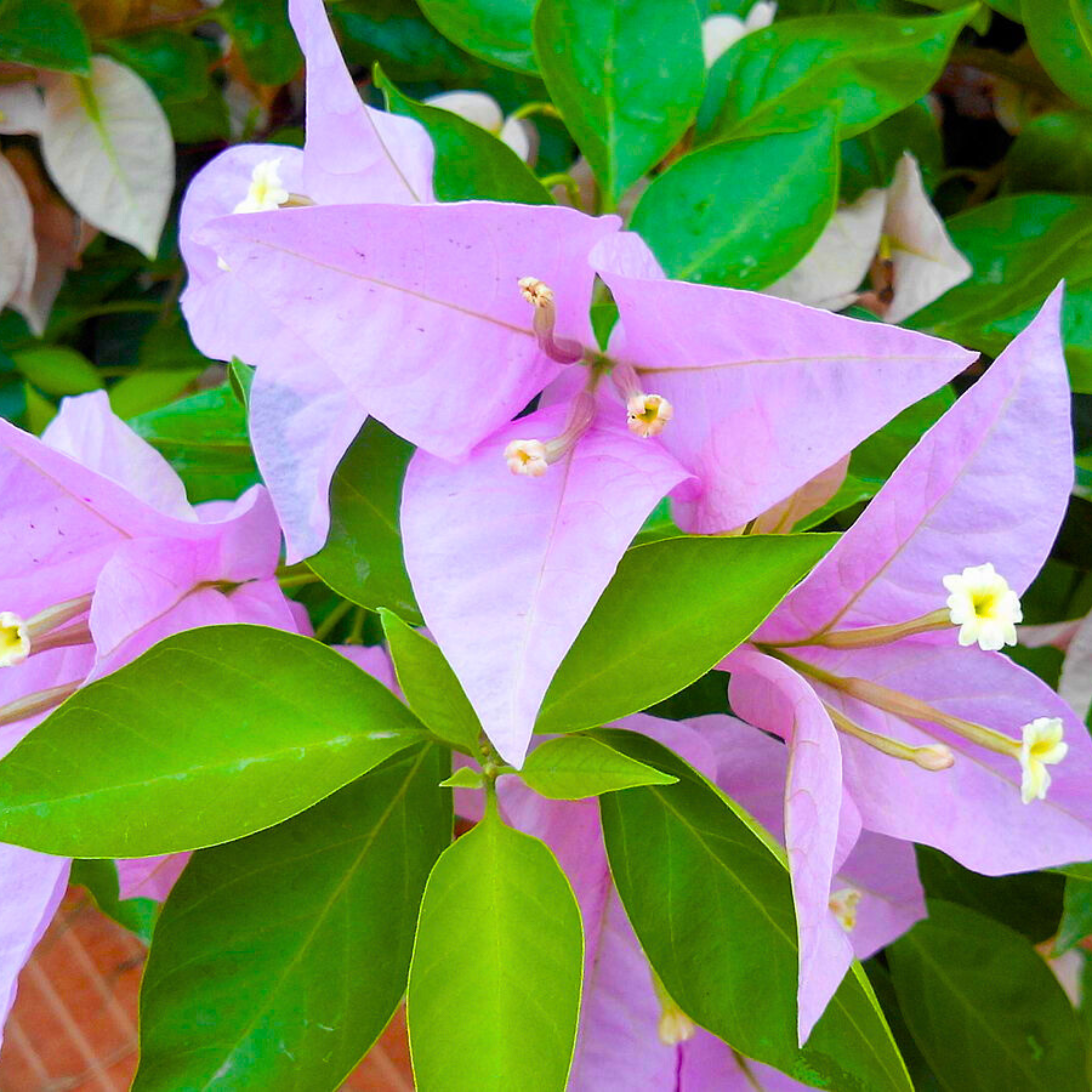 Hanging Bougainvillea Purple (Paper Flower) Flowering Live Plant