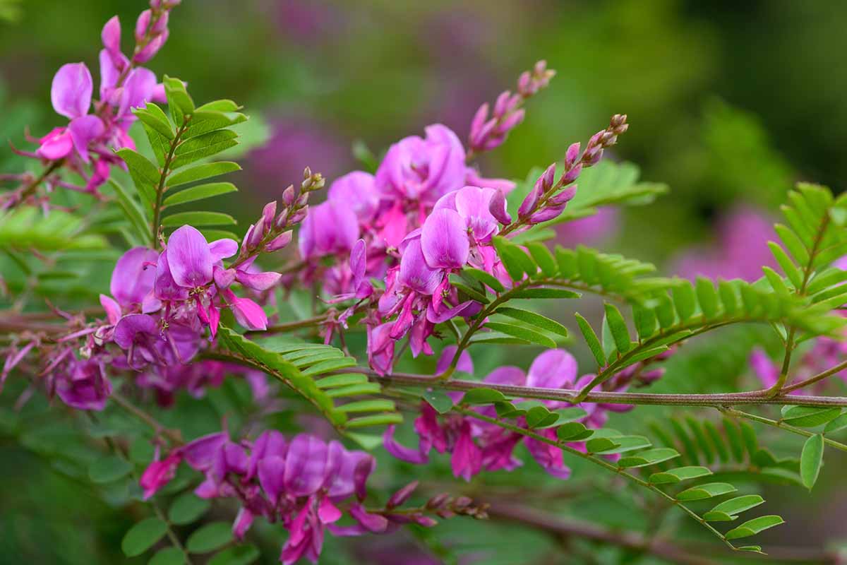 Indigo/ Neela Amari (Indigofera tinctoria) Live Plant