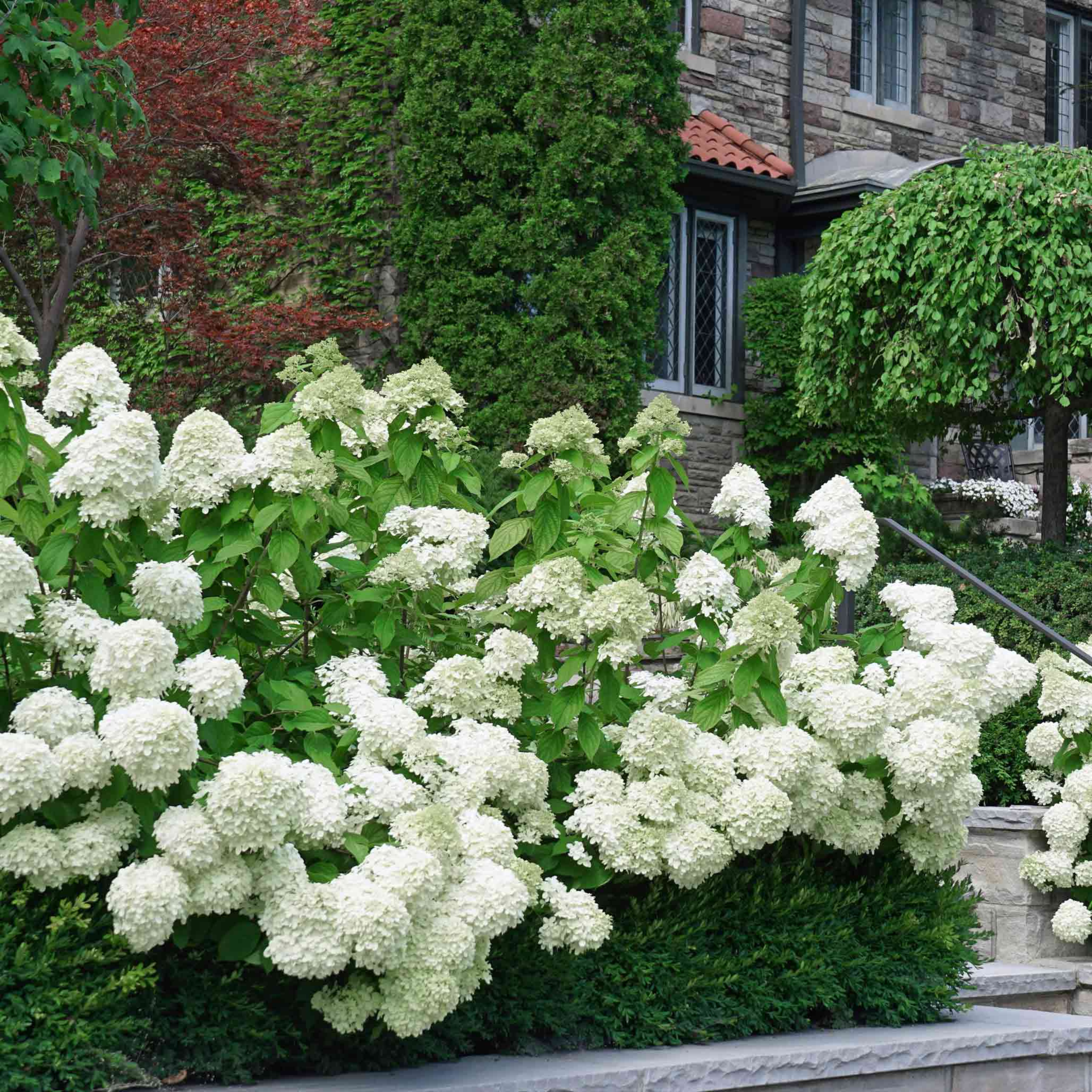 Hydrangea White (Hydrangea macrophylla) Flowering Live Plant