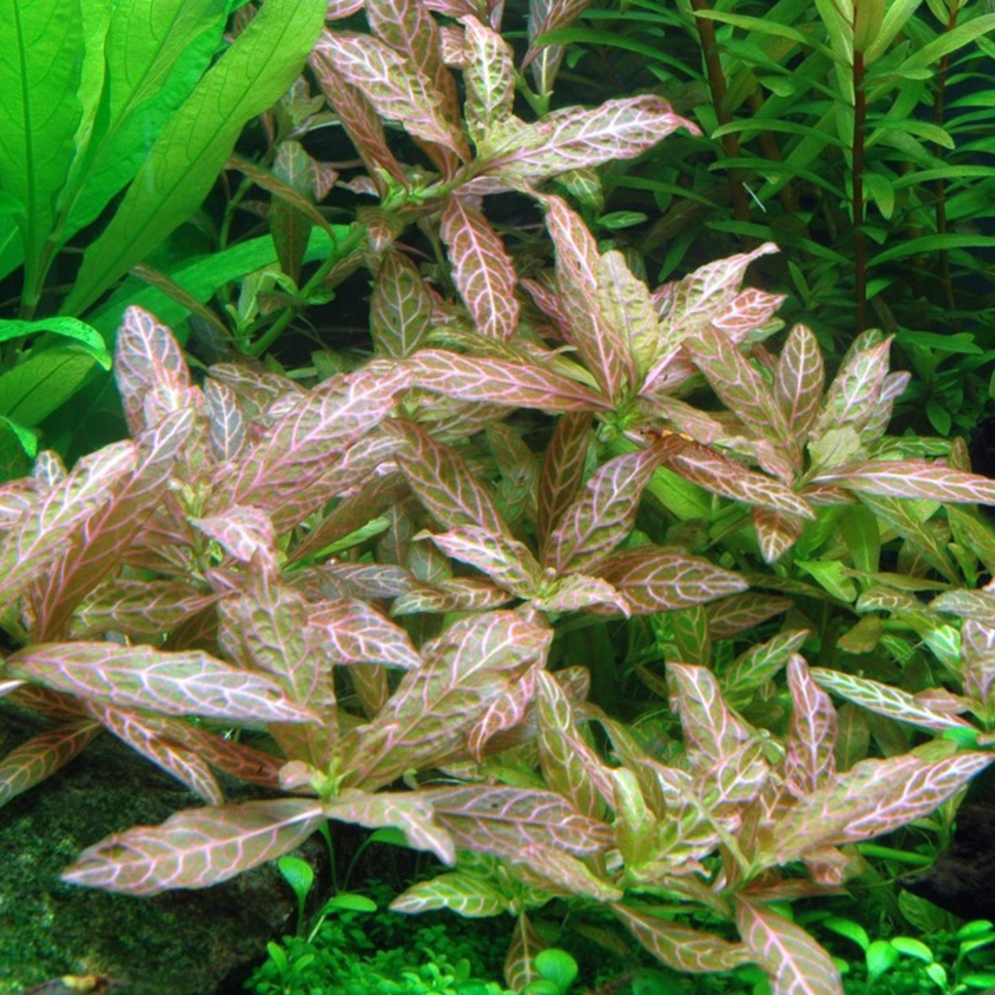 Hygrophila Polysperma Rosanervig Aquarium Live Plant