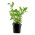 Hygrophila Polysperma Rosanervig Aquarium Live Plant