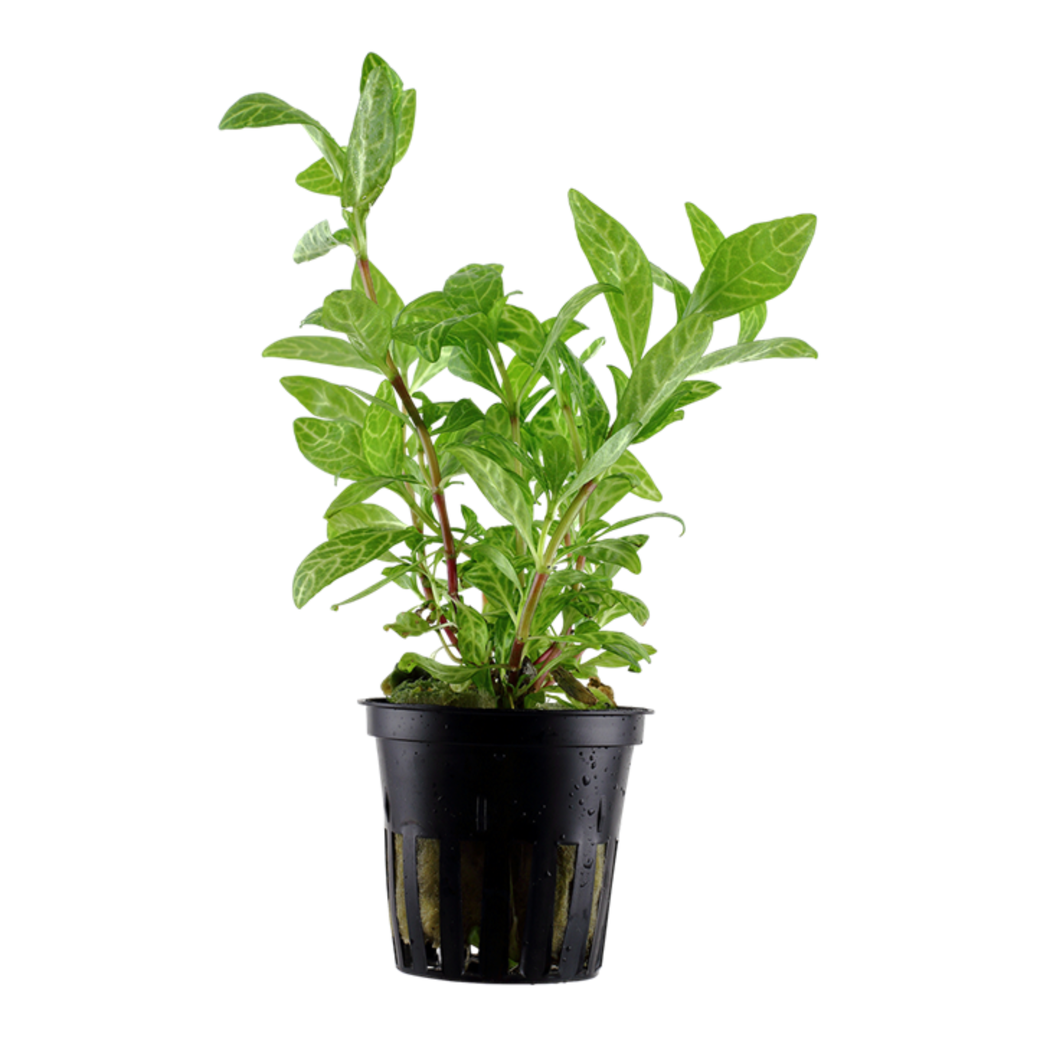Hygrophila Polysperma Rosanervig Aquarium Live Plant