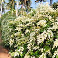 Porana Paniculata (Manimulla) Layered Live Plant