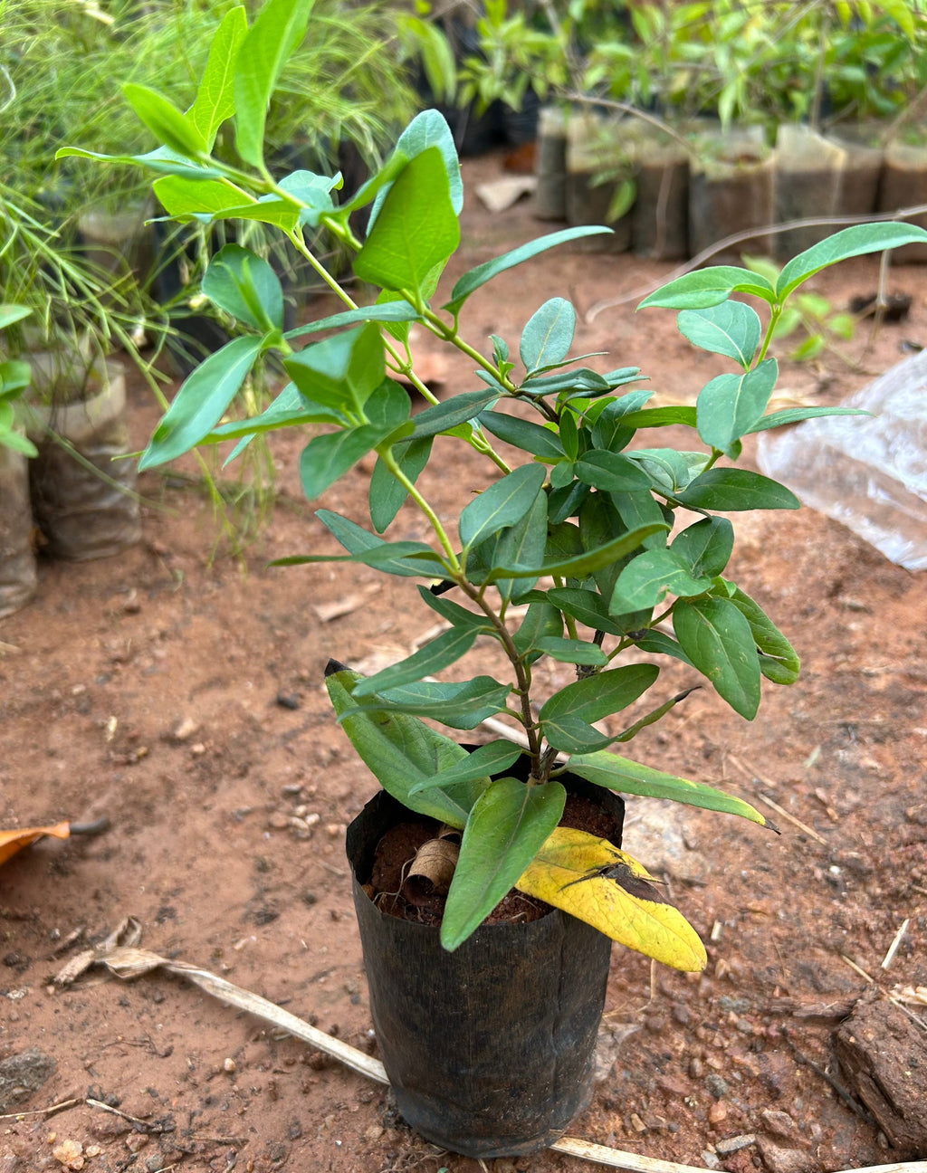 Honeysuckle (Madhumathi) Flowering Live Plant