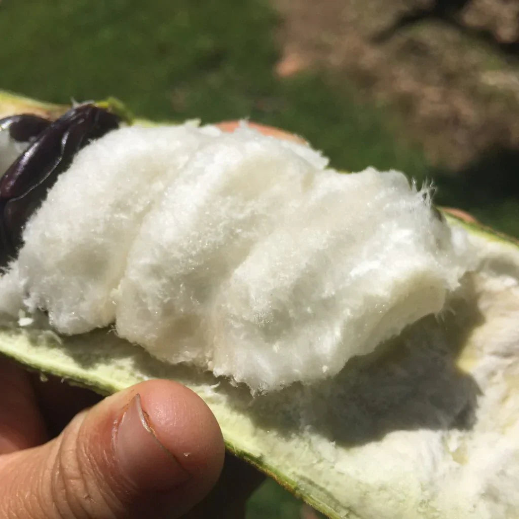 Ice Cream Bean Live Plant (Inga Edulis)