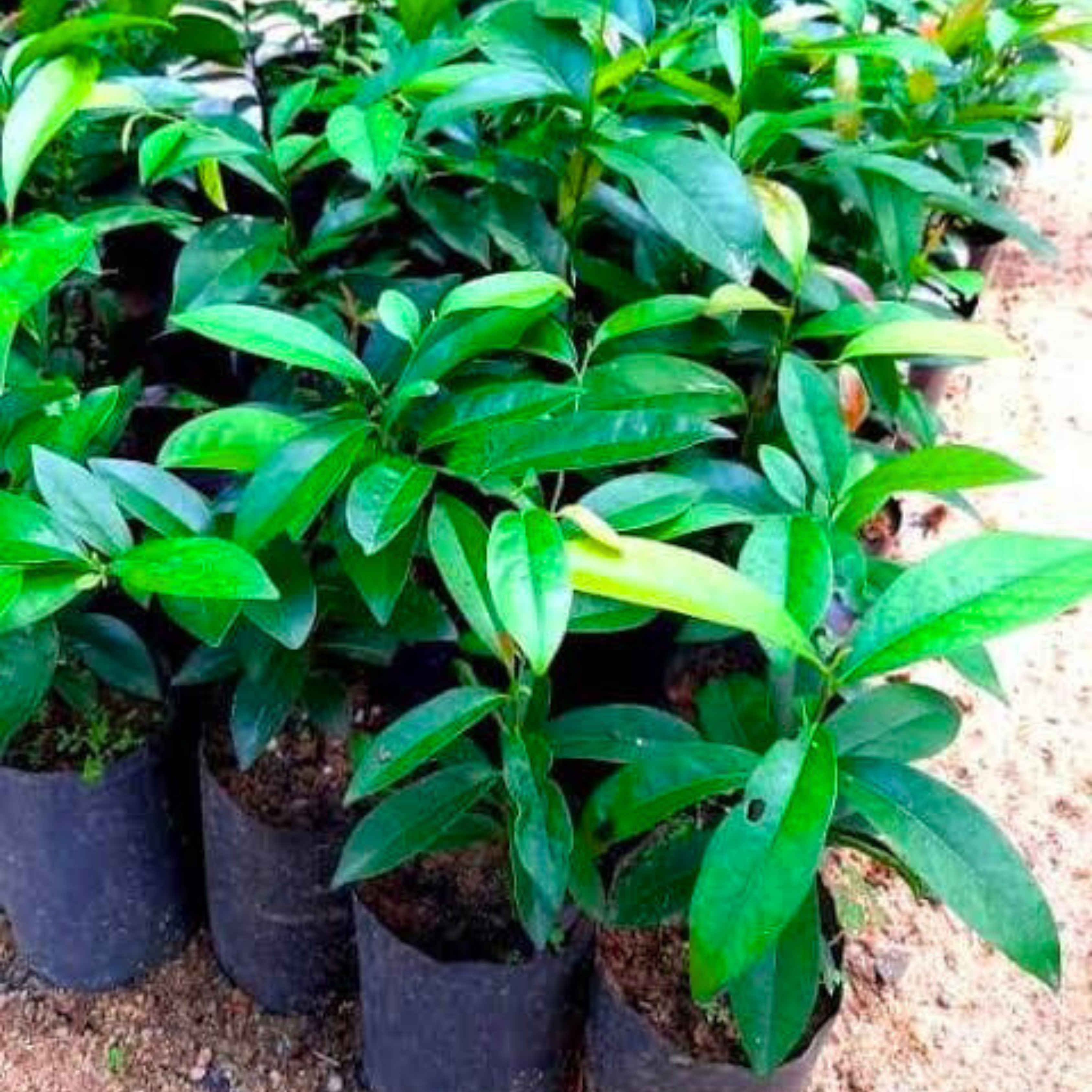 Indian Ebony Tree (Diospyros ebenum) Highly Fragrant Flowering Live Plant