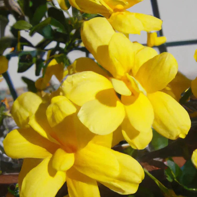 Yellow Jasmine Fragrant Rare Flowering Creeper Live Plant