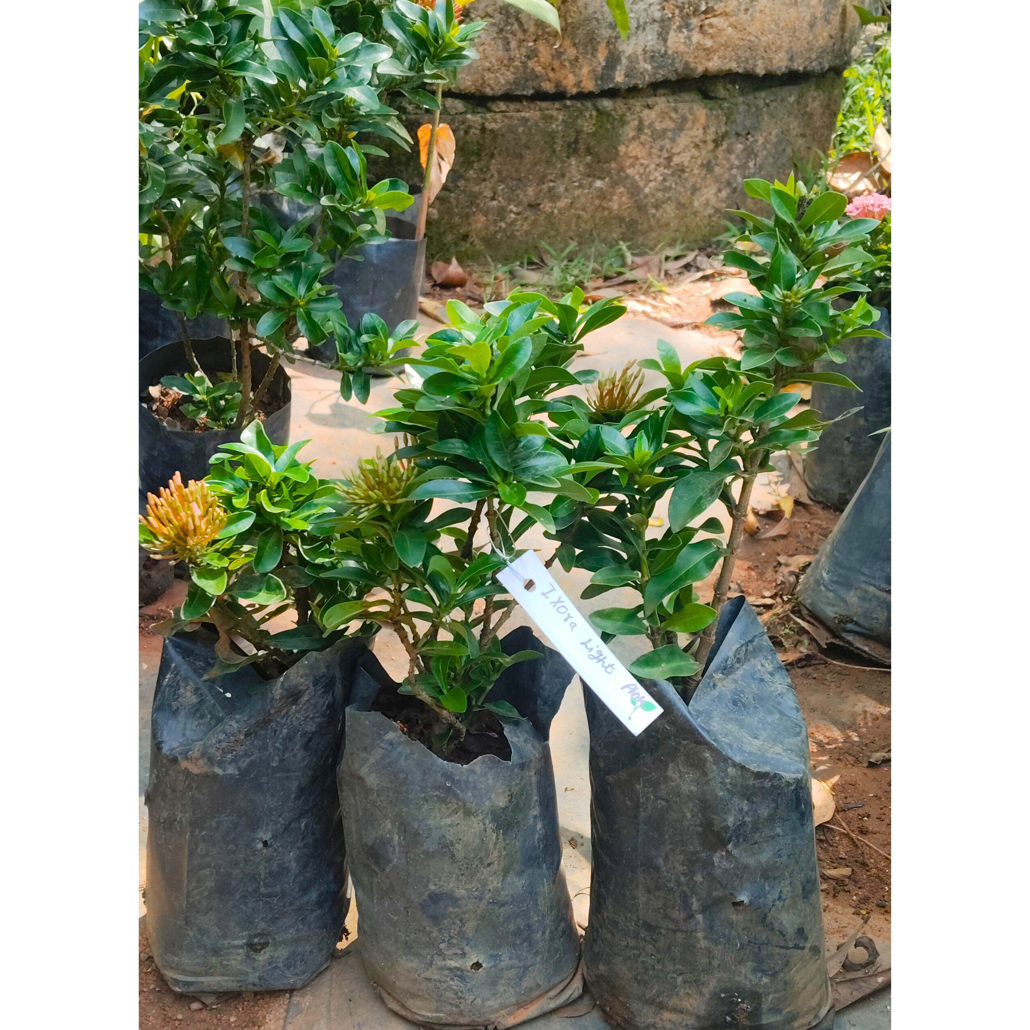Ixora Light Pink Rare All Time Flowering Live Plant