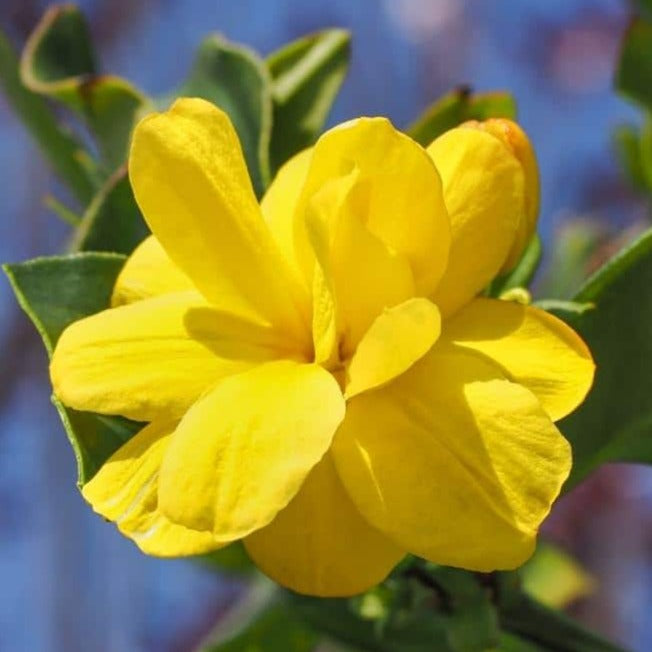 Yellow Jasmine Fragrant Rare Flowering Creeper Live Plant