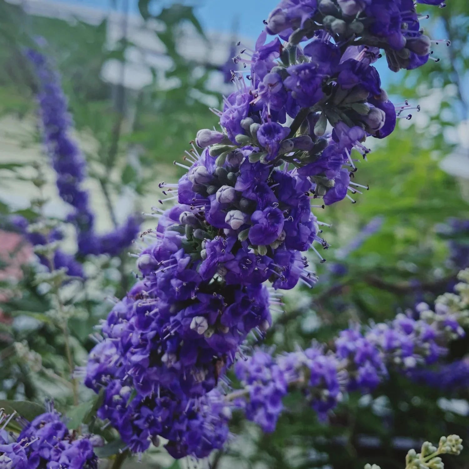 Karum Nochi / Black nochi (Vitex negundo) Live Plant