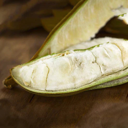 Ice Cream Bean Live Plant (Inga Edulis)