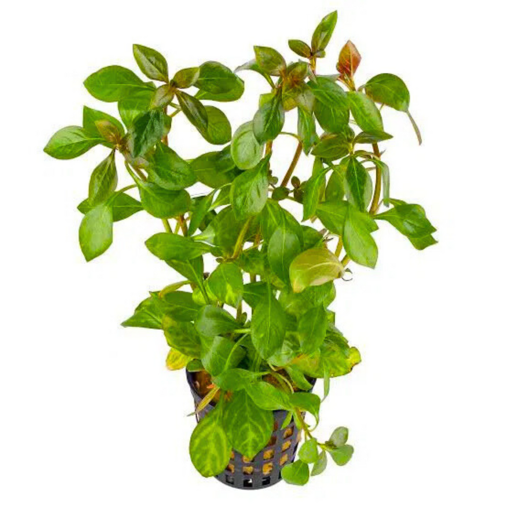 Ludwigia Atlantis Orange Aquarium Live Plant
