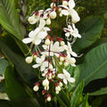 Chains of Glory Flowering Live Plant