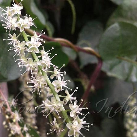 Madeira Vine Rare Flowering Live Plant