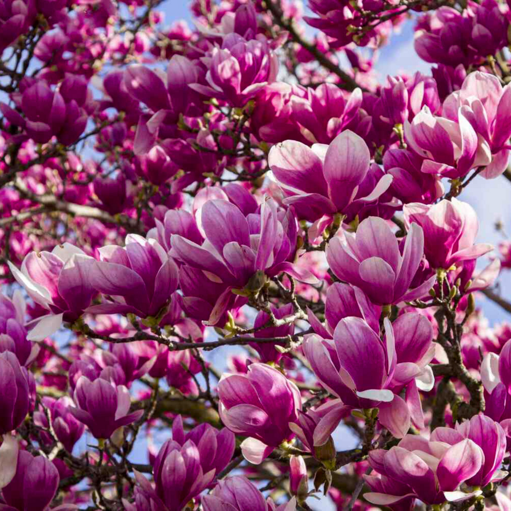 Magnolia grandiflora Pink (Bull Bay) Rare Flowering Live Plant