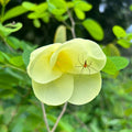 Mandaram Yellow (Bauhinia tomentosa) Rare Flowering Live Plant
