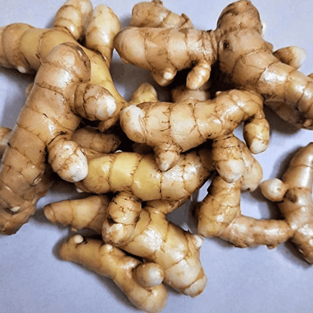 Mango Ginger (Curcuma amada) Spice Plant
