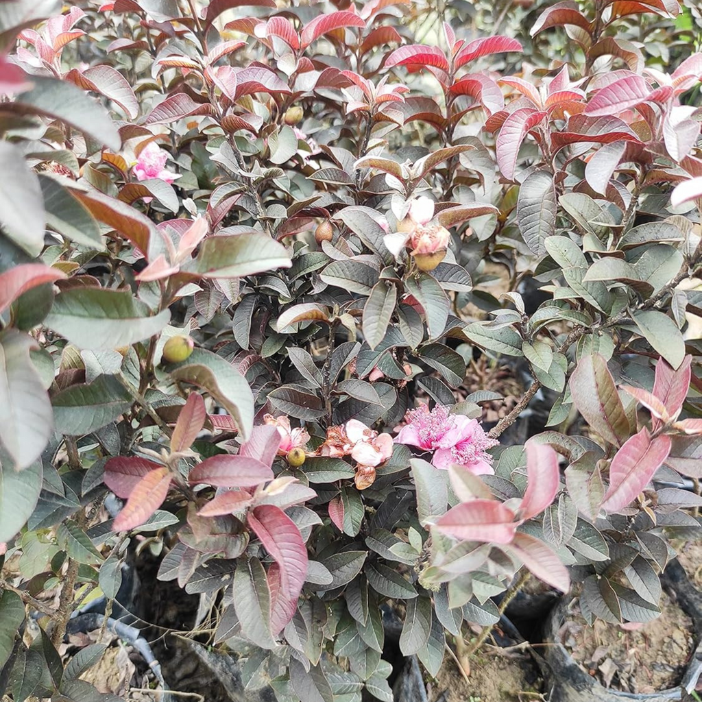 Miniature Black Guava Live Plant (Psidium Guajava)