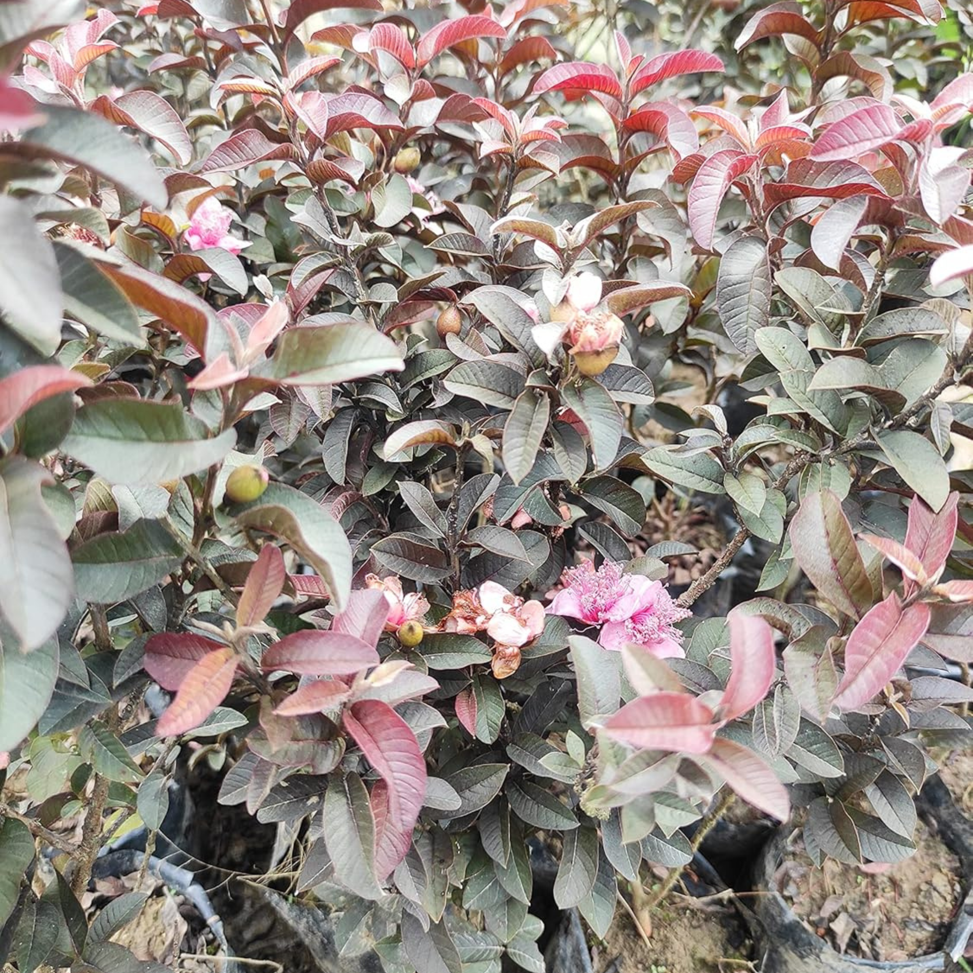 Miniature Black Guava Live Plant (Psidium Guajava)
