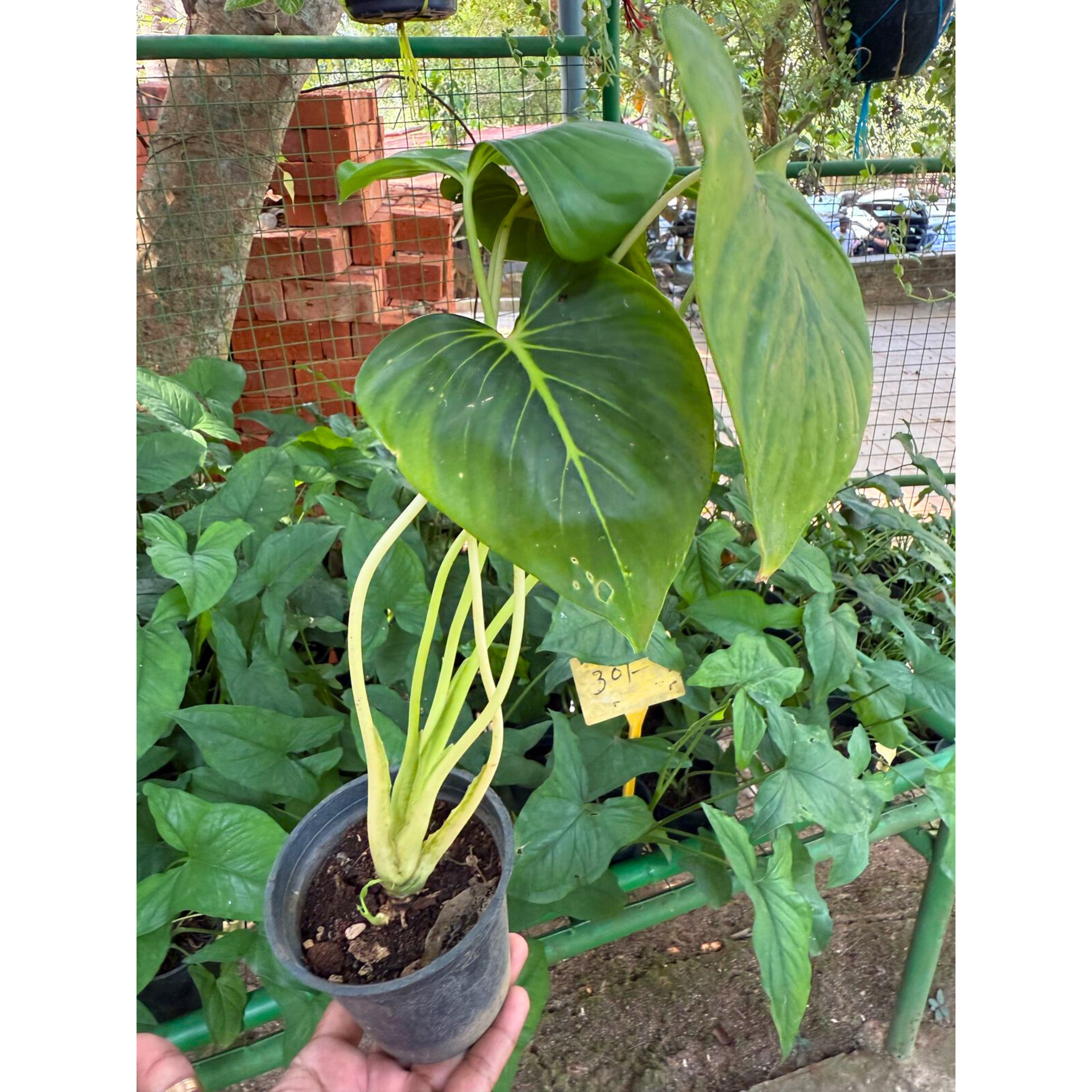 Philodendron Homalomena Indoor / Outdoor Live Plant