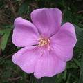 Pink Melastoma (Tibouchina) Flowering Live Plant