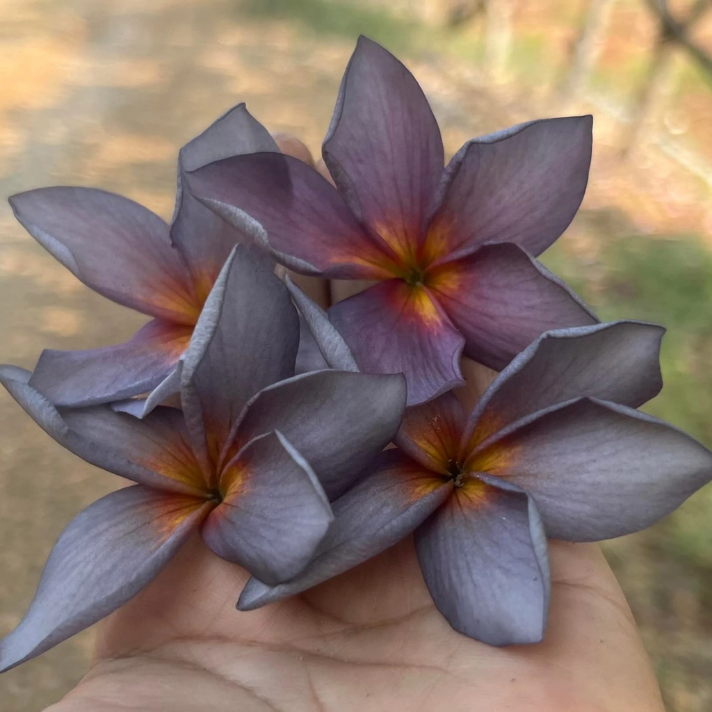 Plumeria Blue (Frangipani) All Time Flowering Live Plant