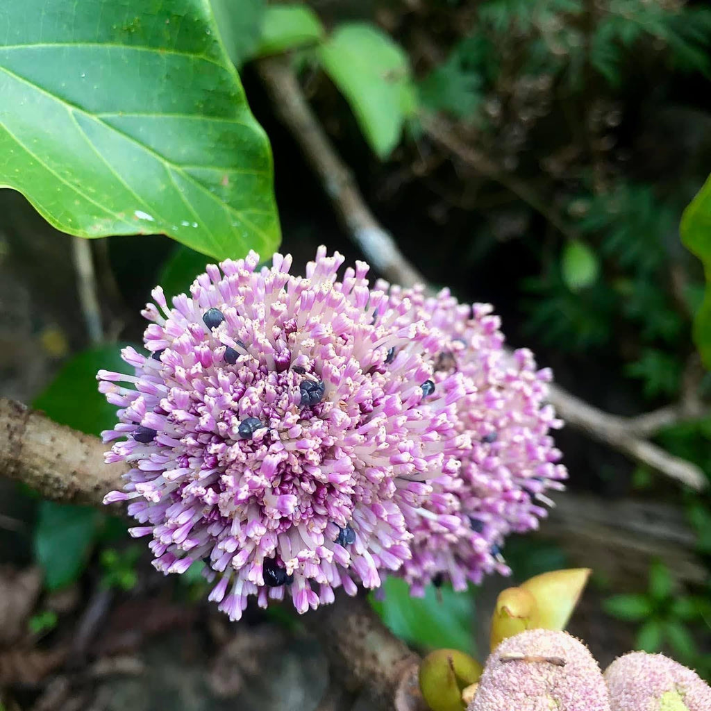 Pink Poikilospermum Suaveolens – Rare Fragrant flowering Live Plant