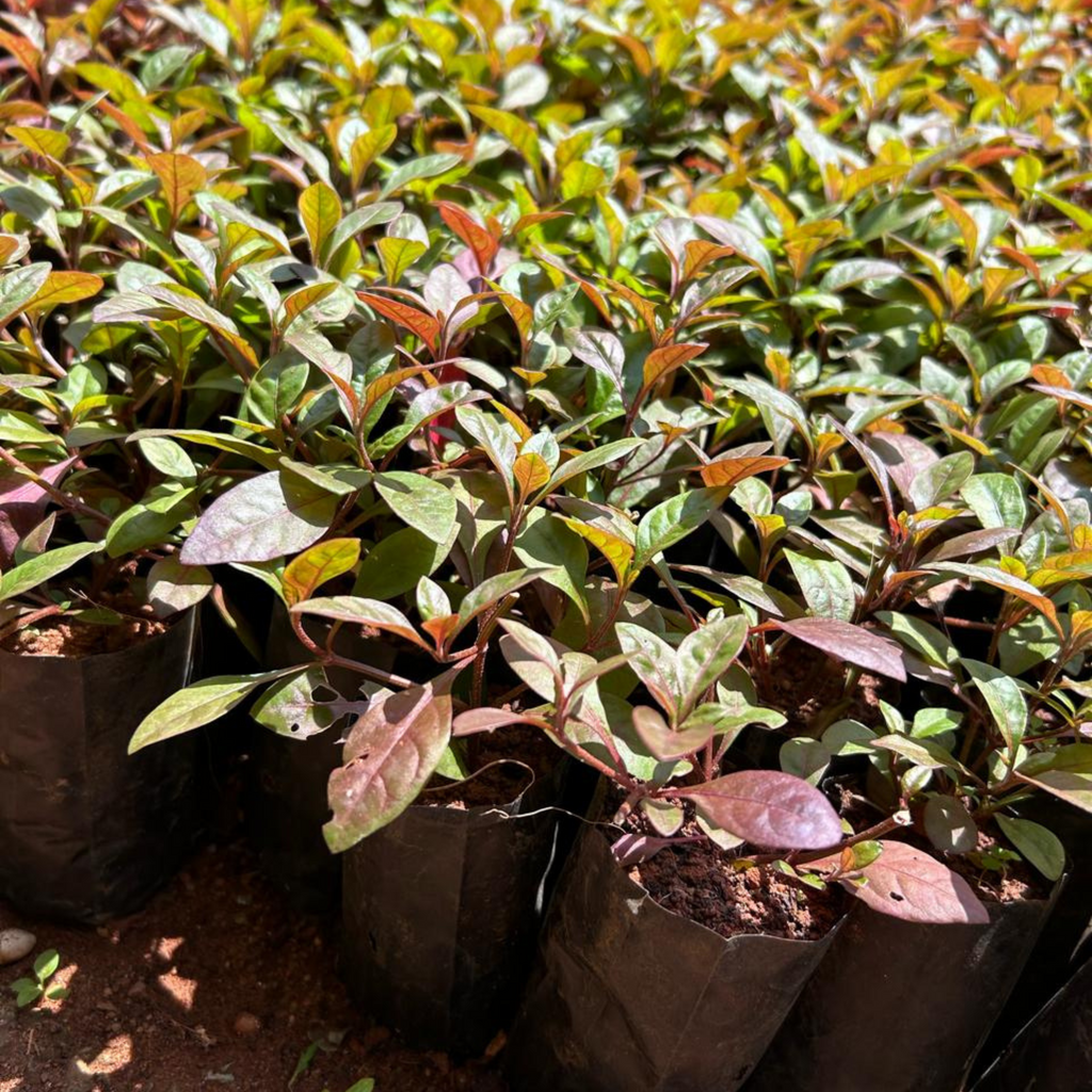 Ponnanganni Cheera / Spinach (Alternanthera sessilis) Medicinal Live Plant