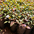 Ponnanganni Cheera / Spinach (Alternanthera sessilis) Medicinal Live Plant