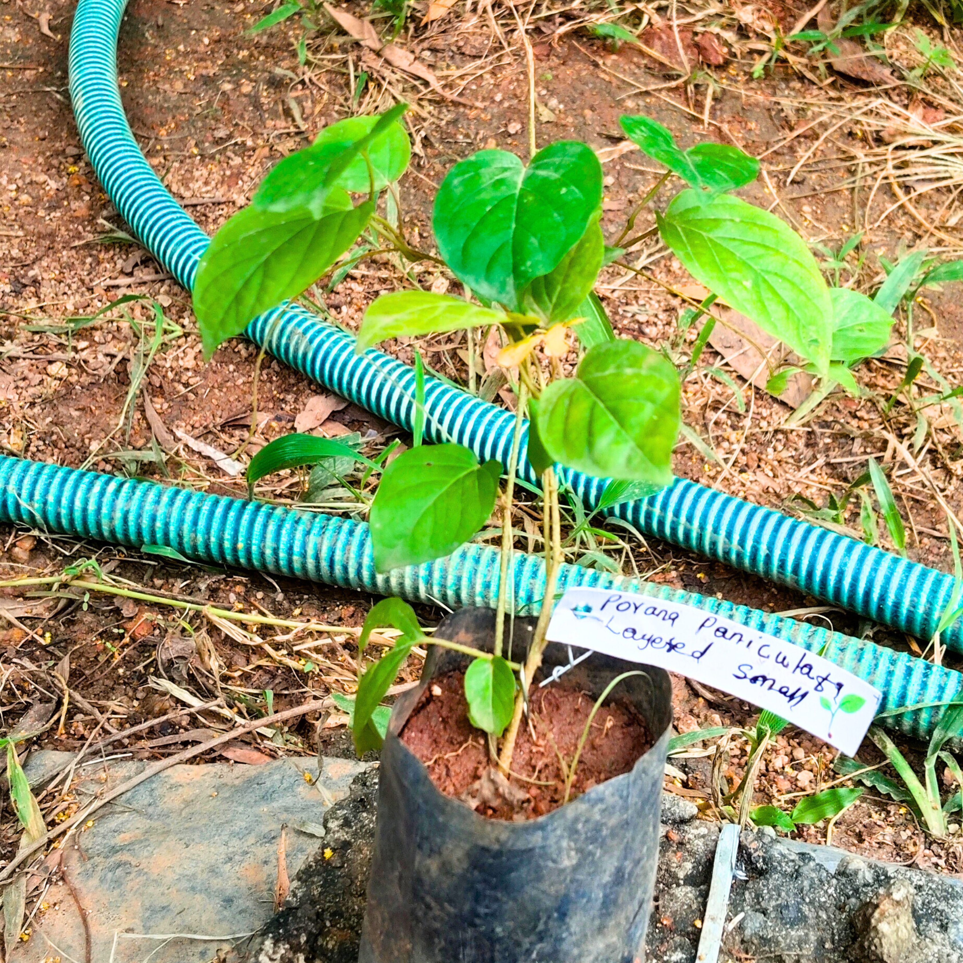 Porana Paniculata (Manimulla) Layered Live Plant