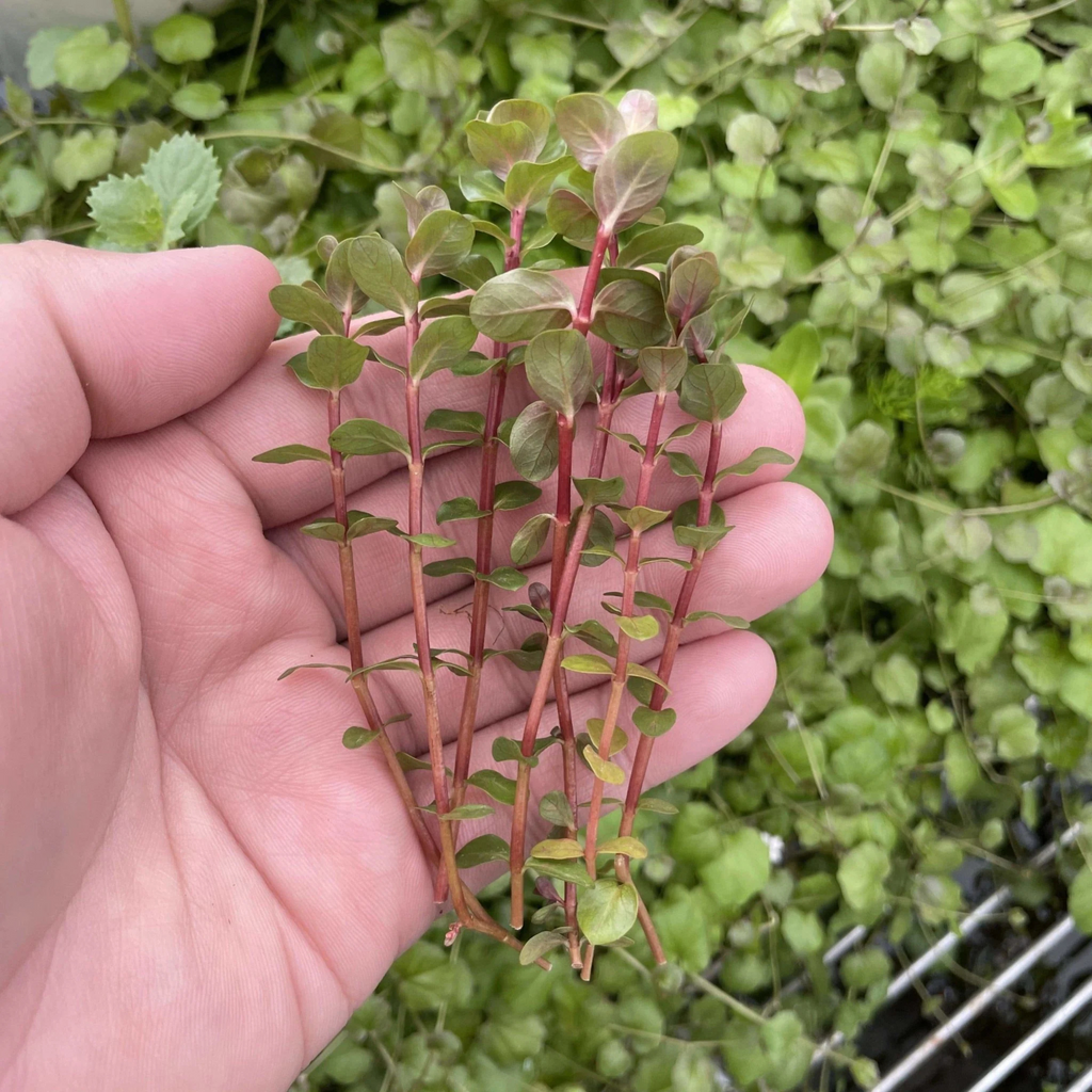Rotala Macrandra Mini Red Aquarium Live Plant