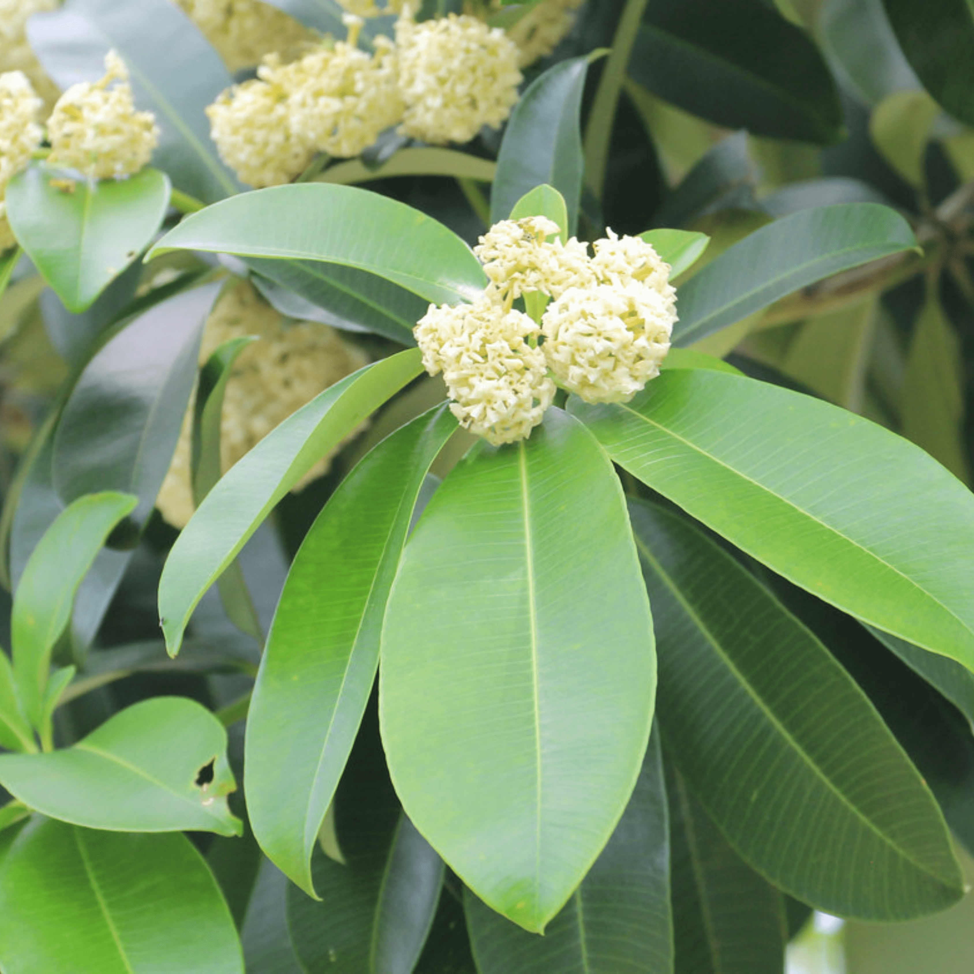 Saptaparni (Alstonia scholaris) Highly Fragrant Flowering Live Plant