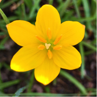 Yellow rain Lilly  All Time Flowering Live Plant